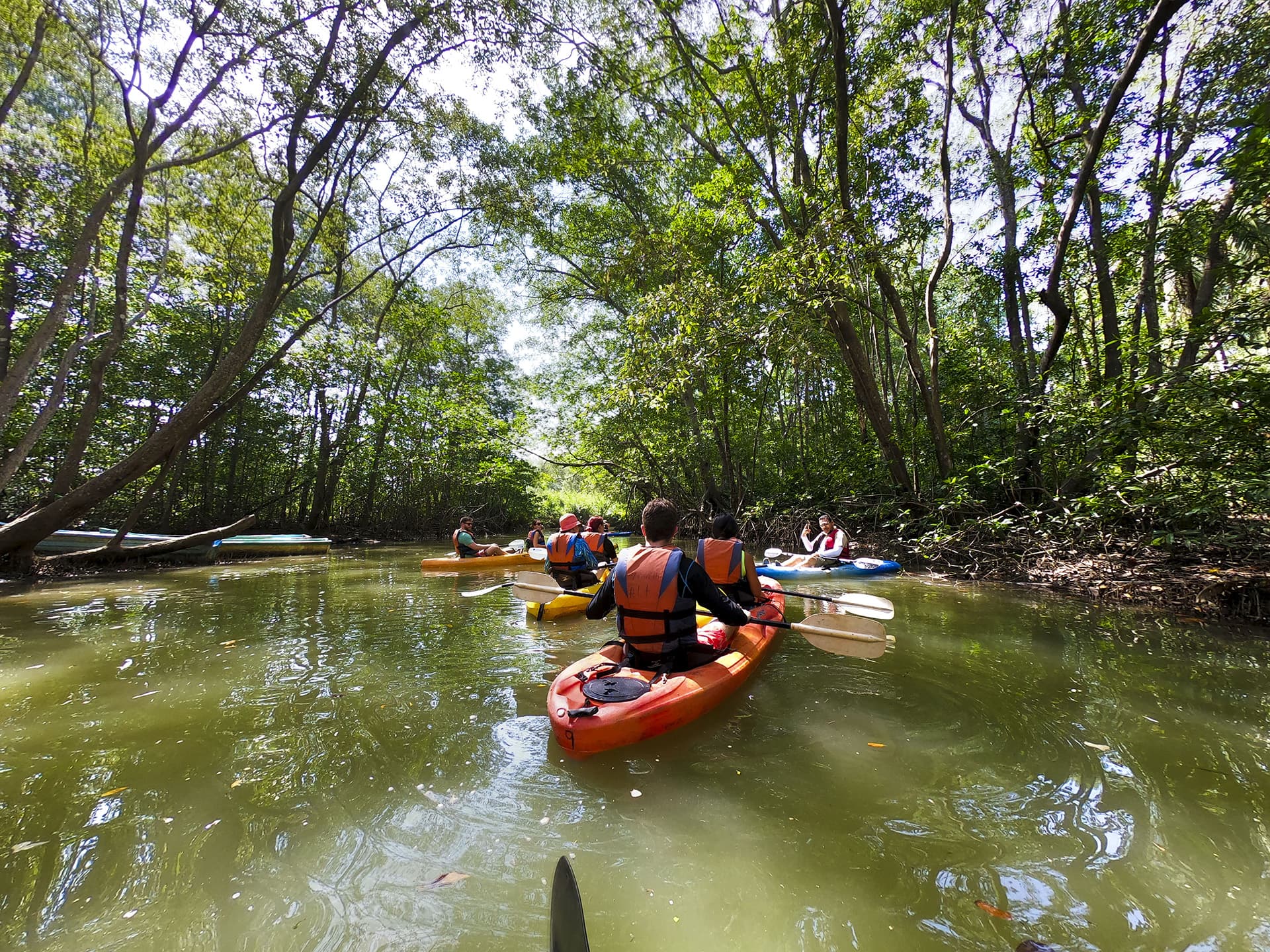 Mangrove Tours