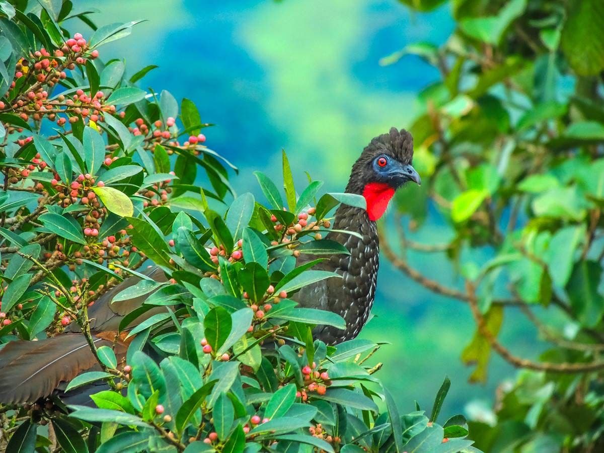 Birdwatching Experiences