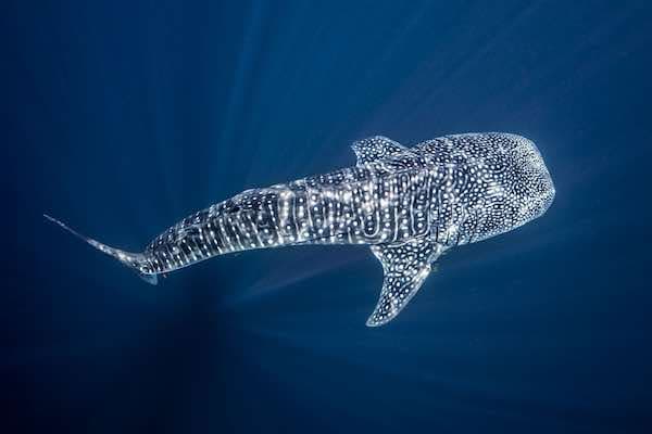Whale Shark Tours