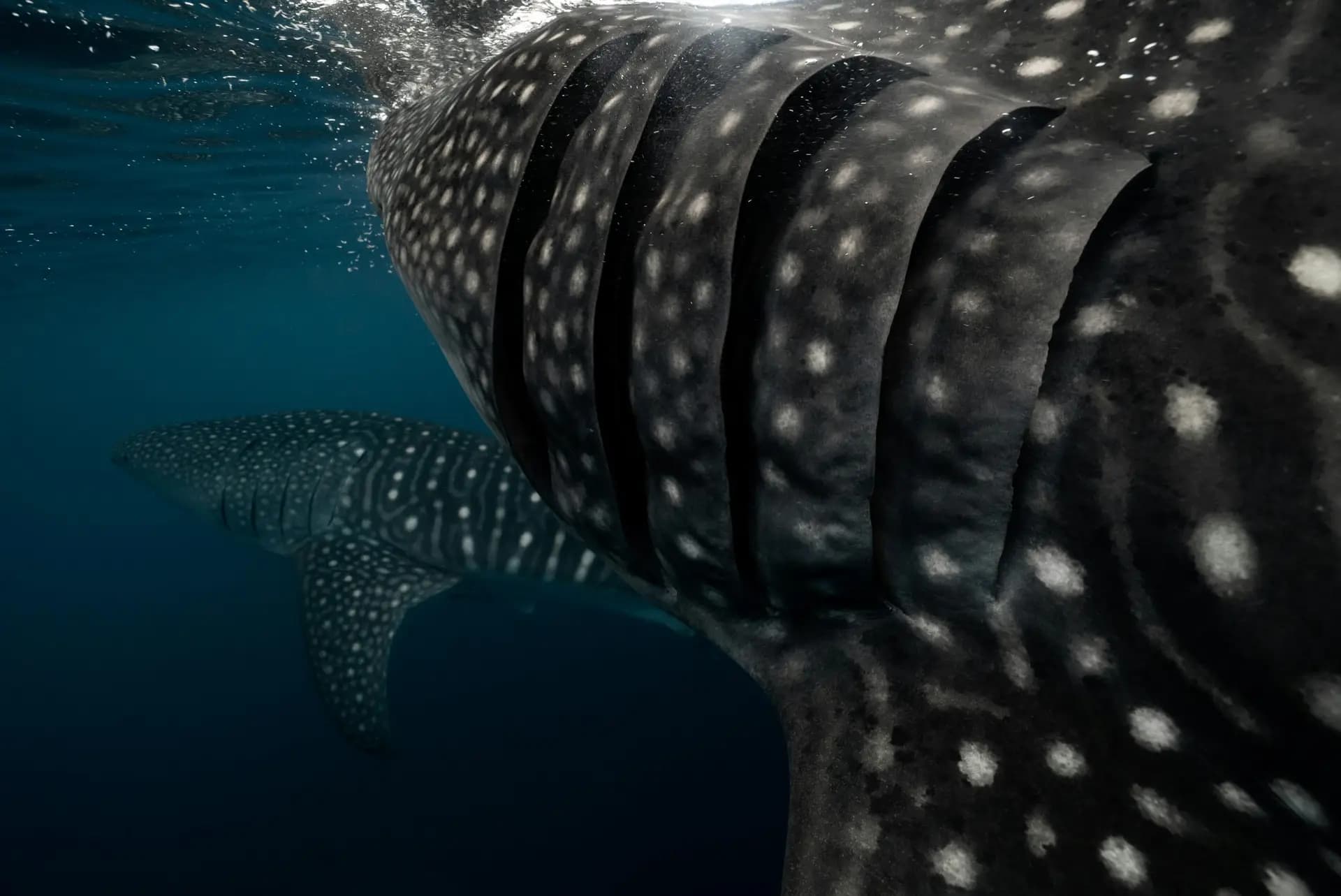 Whale Shark & Dolphin Tours